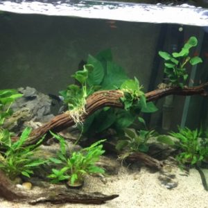 Giới thiệu bể thủy sinh cây nhựa nhà anh Tuấn Pas 7 phòng 2204