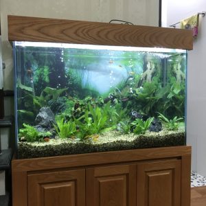 Thi công bể thủy sinh nhà anh Hòa Nam Từ Liêm