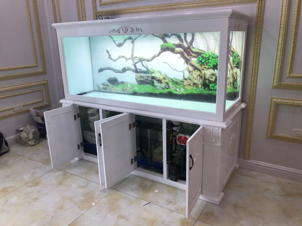 Thiết kế bể cá rồng 